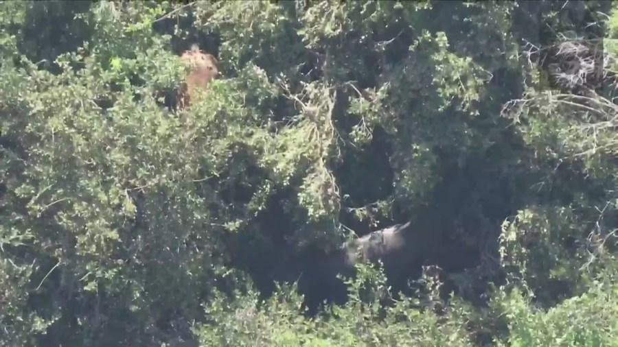 Crews working to rescue two horses trapped under heavy brush in Palos Verdes on April 28, 2023. (KTLA)