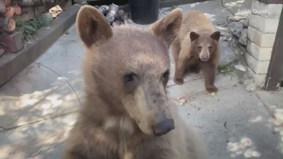 Bear encounters growing in Sierra Madre, leaving residents concerned.  