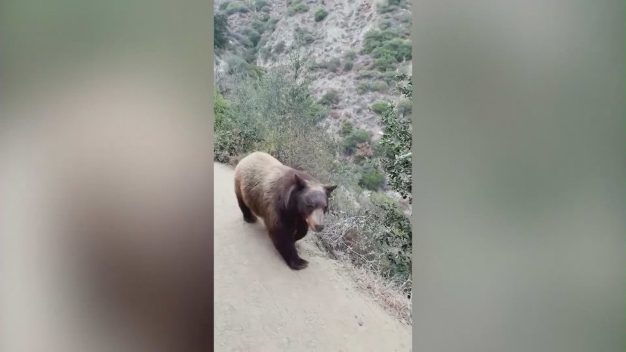 Bear encounters growing in Sierra Madre, leaving residents concerned.  (KTLA)