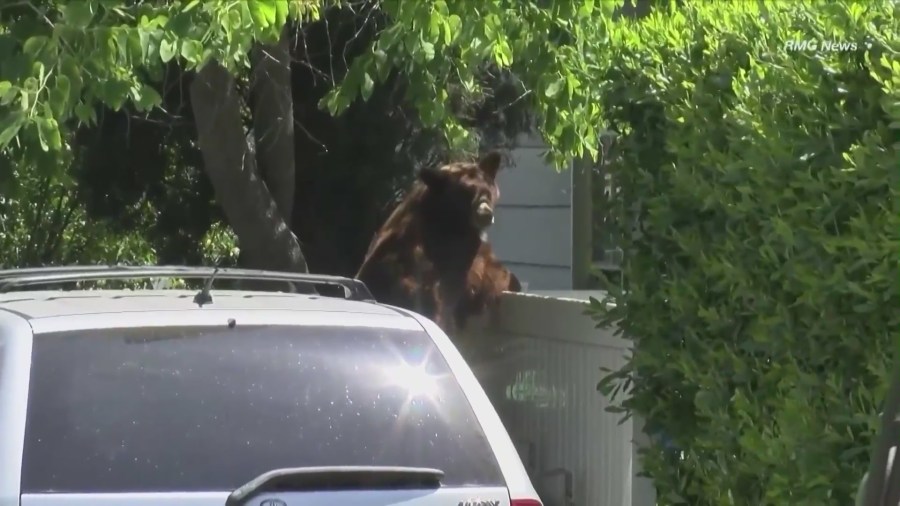 Bear encounters growing in Sierra Madre, leaving residents concerned. (KTLA)