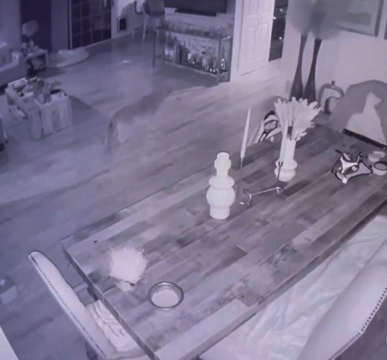 A home security camera captured the brief standoff between a coyote and a house cat in Woodland Hills on May 5, 2023. (Mia Shoshan, Revital Fisher, and Roy Shoshan)