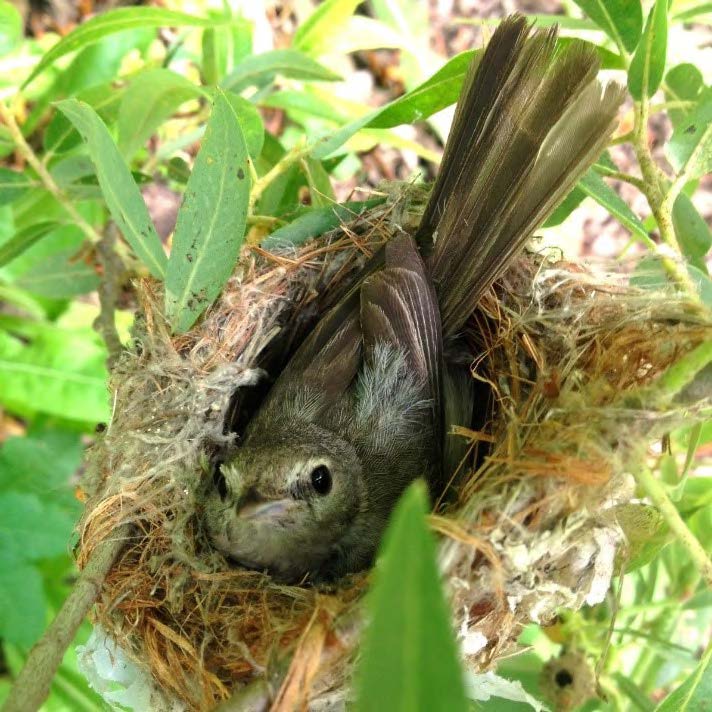 A male vireo incubating a nest in the “Mars” territory on the Middle San Luis River. (USGS Western Ecological Research Center)