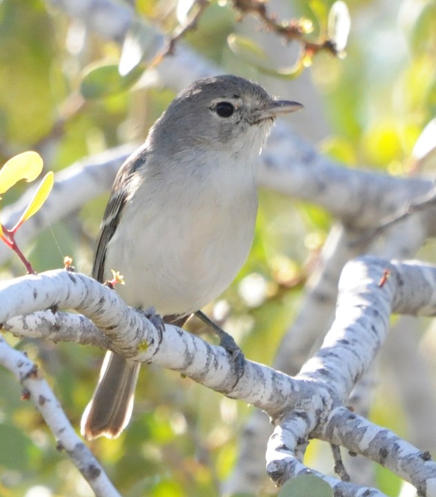 A Least Bell's Vireo in a photo from the Western Ecological Research Center (WERC).