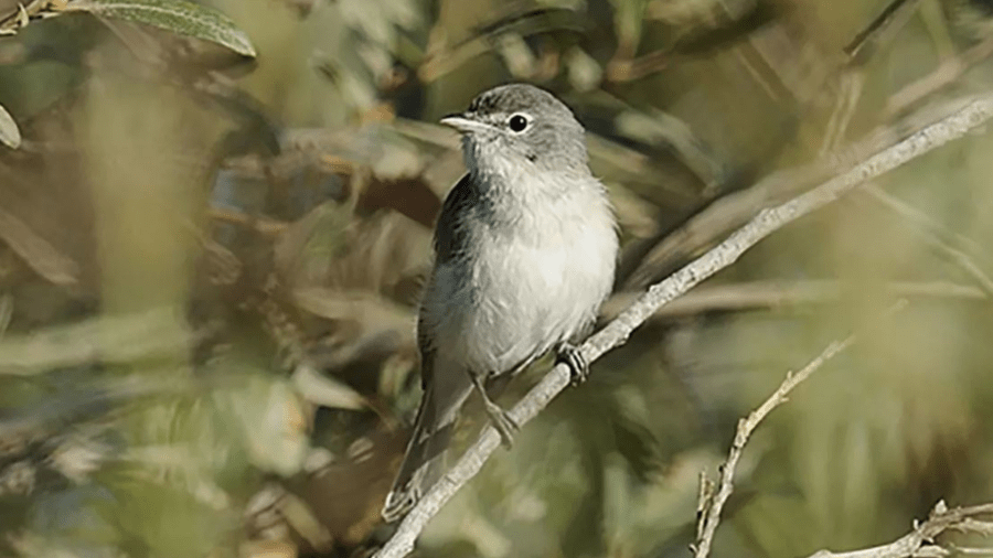 A Least Bell’s vireo photographed in Southern California.