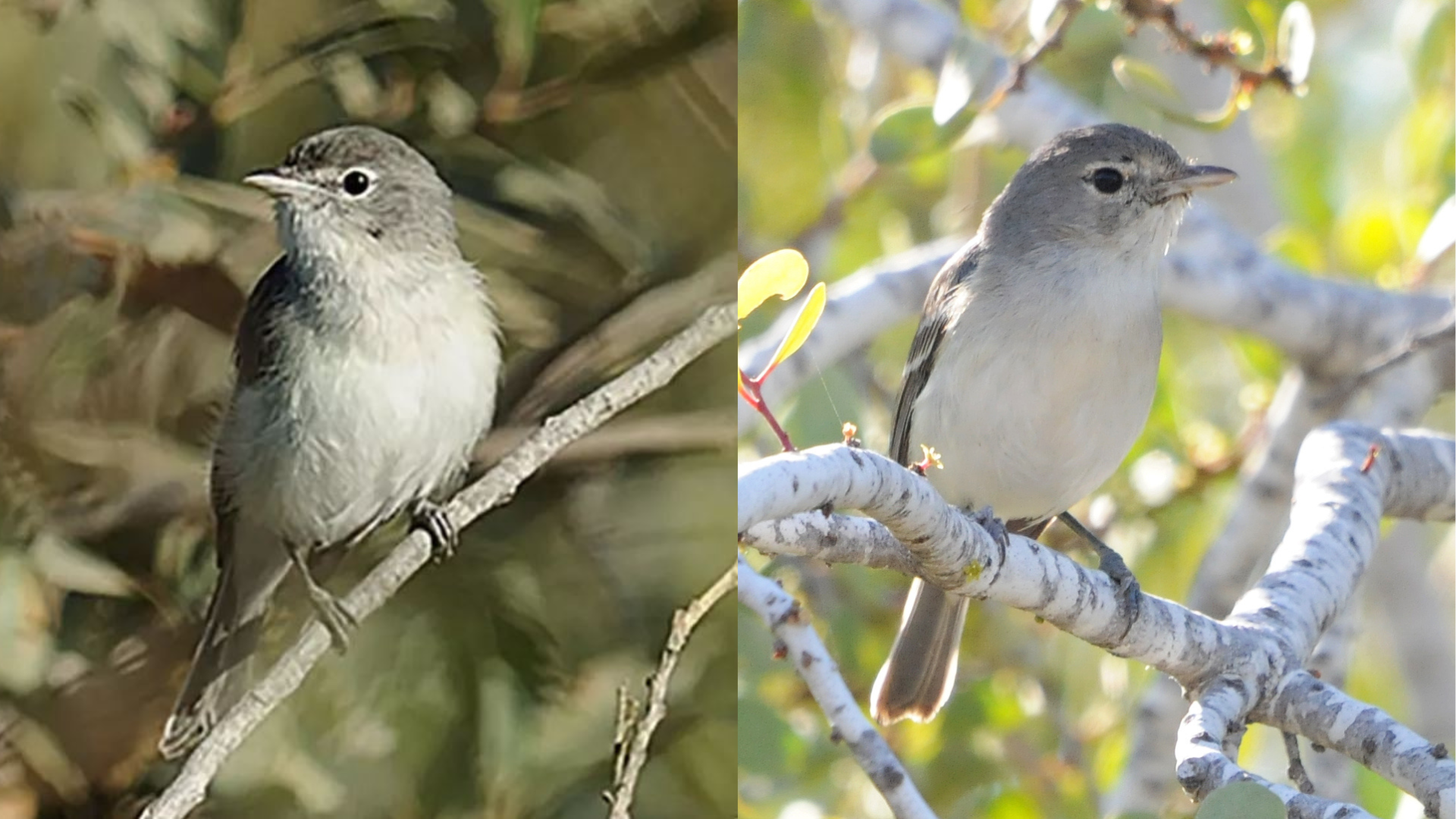 A Least Bell's Vireo in a photo from the Western Ecological Research Center and U.S. Fish and Wildlife.