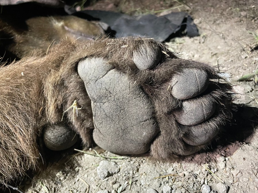 An image shows the foot of BB-12 after it was captured and tranquilized by biologists with the National Park Service on April 23, 2023. (National Park Service)