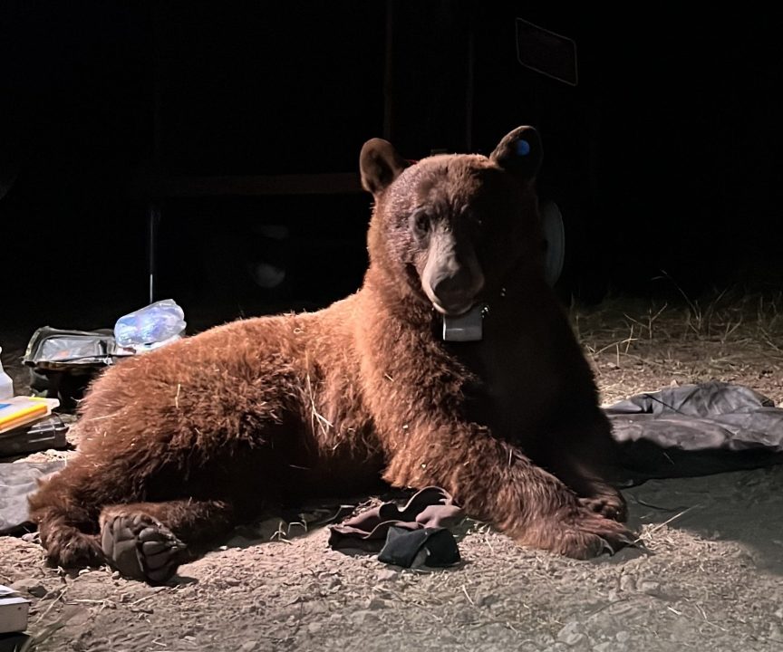 A black bear dubbed BB-12 is shown after it was captured and collared by the National Park Service on April 23, 2023. (National Park Service)