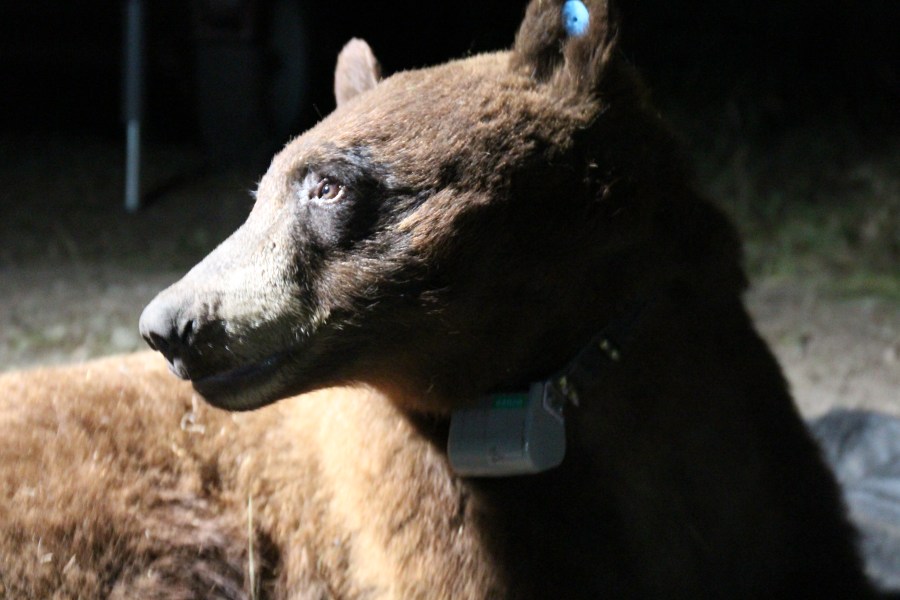 A black bear dubbed BB-12 is shown after it was captured and collared by the National Park Service on April 23, 2023. (National Park Service)