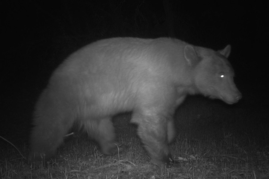 This undated trail camera image shows BB-12, a black bear living in the Santa Monica Mountains that is believed to be the only bear to call the region home. (National Park Service)