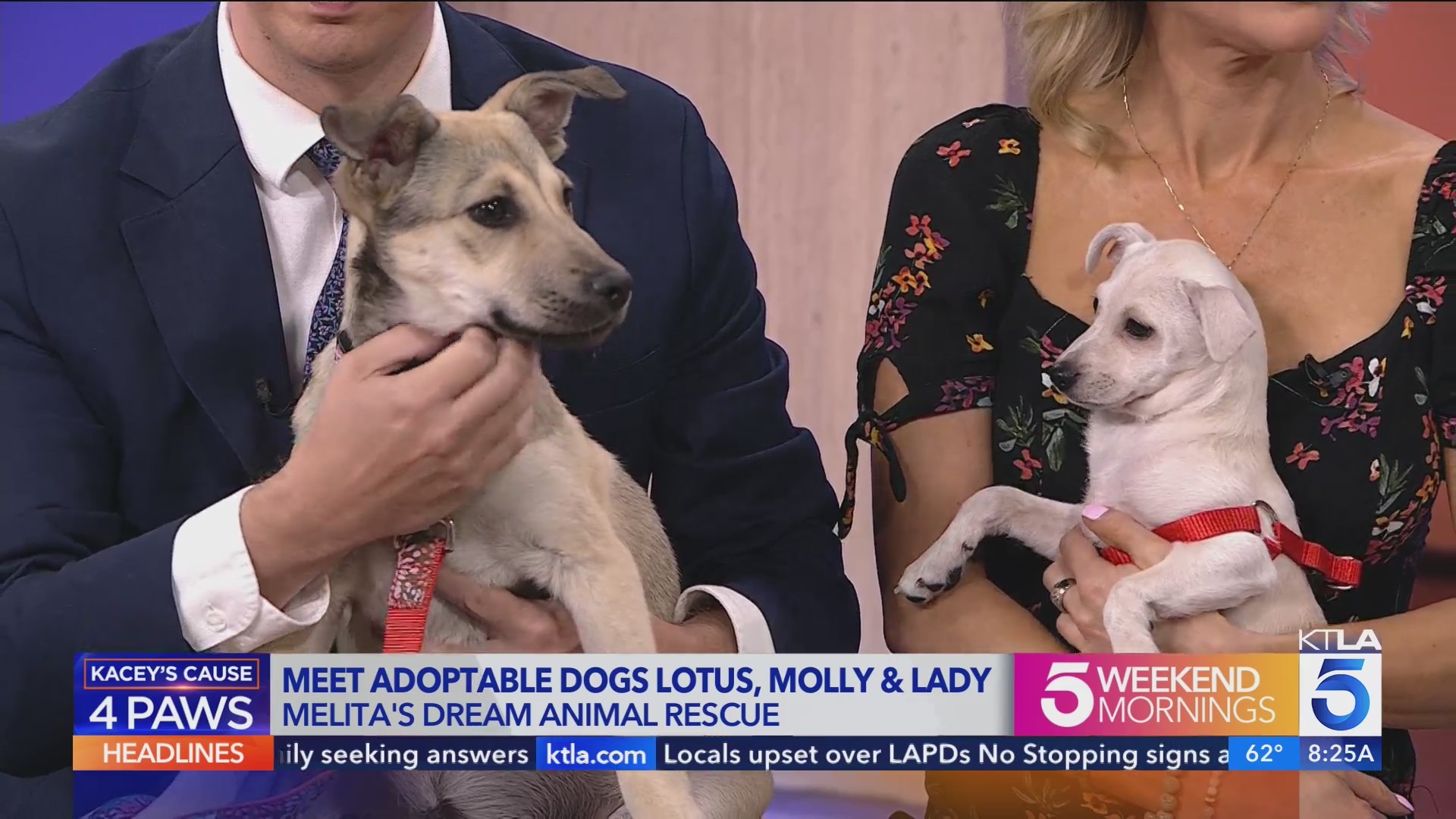 Adoptable dog trio from Melita's Dream Animal Rescue looking for forever homes
