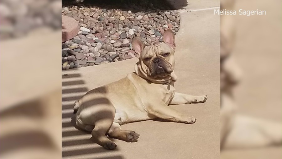 Missing French bulldog, Bruno, in a family photo. (Melissa Sagerian)