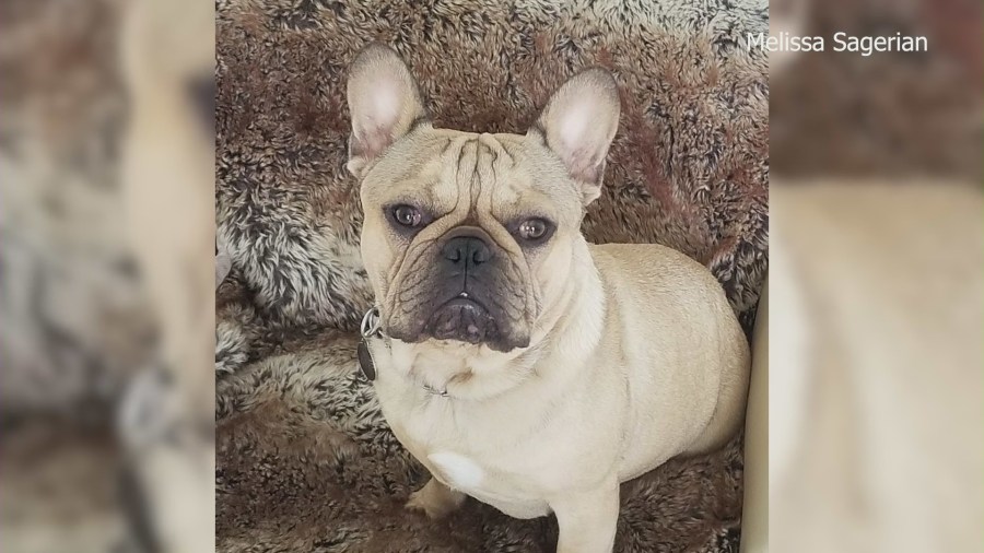 Missing French bulldog, Bruno, in a family photo. (Melissa Sagerian)