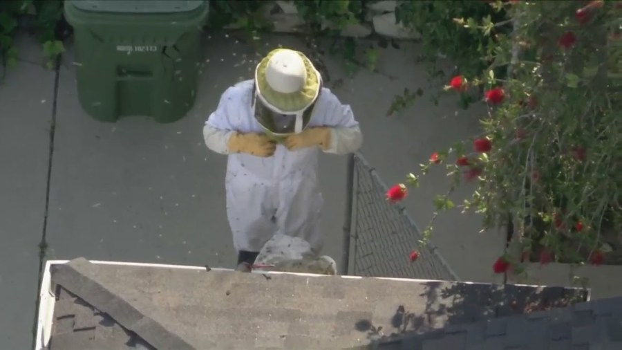 Encino Bee Swarm