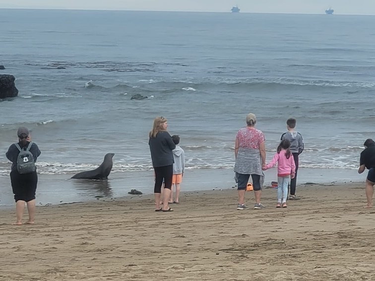 Beachgoers stand near a sick sea lion, possibly suffering from domoic acid toxicity, on a California beach in June 2023. Federal law prohibits harassing seals and sea lions. (Channel Islands Marine Wildlife Institute)