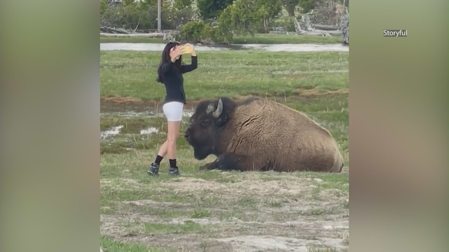 Woman takes selfie with bison