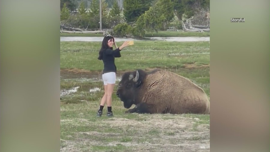 Woman takes selfie with bison