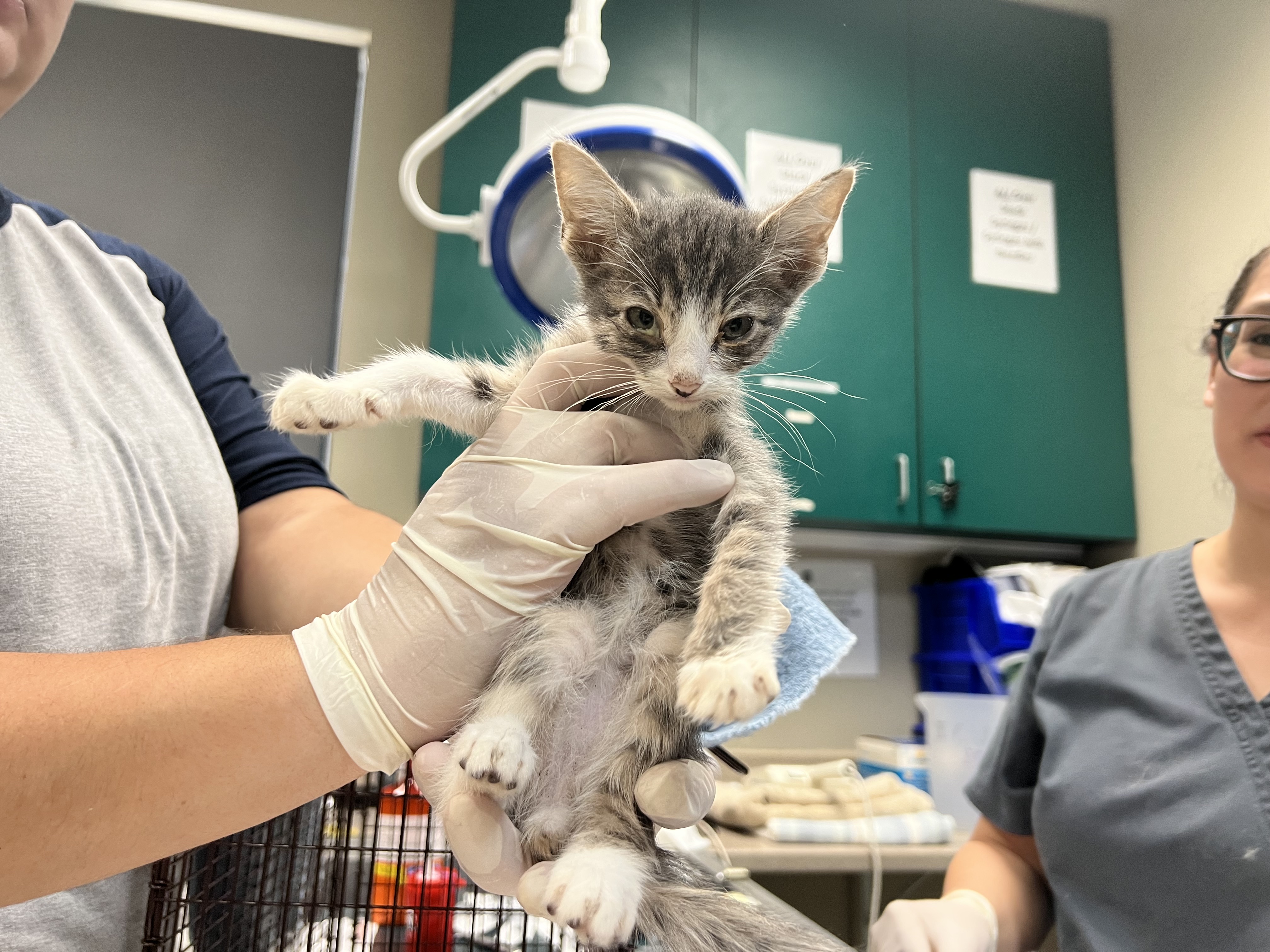 Pasadena cat trailer rescue