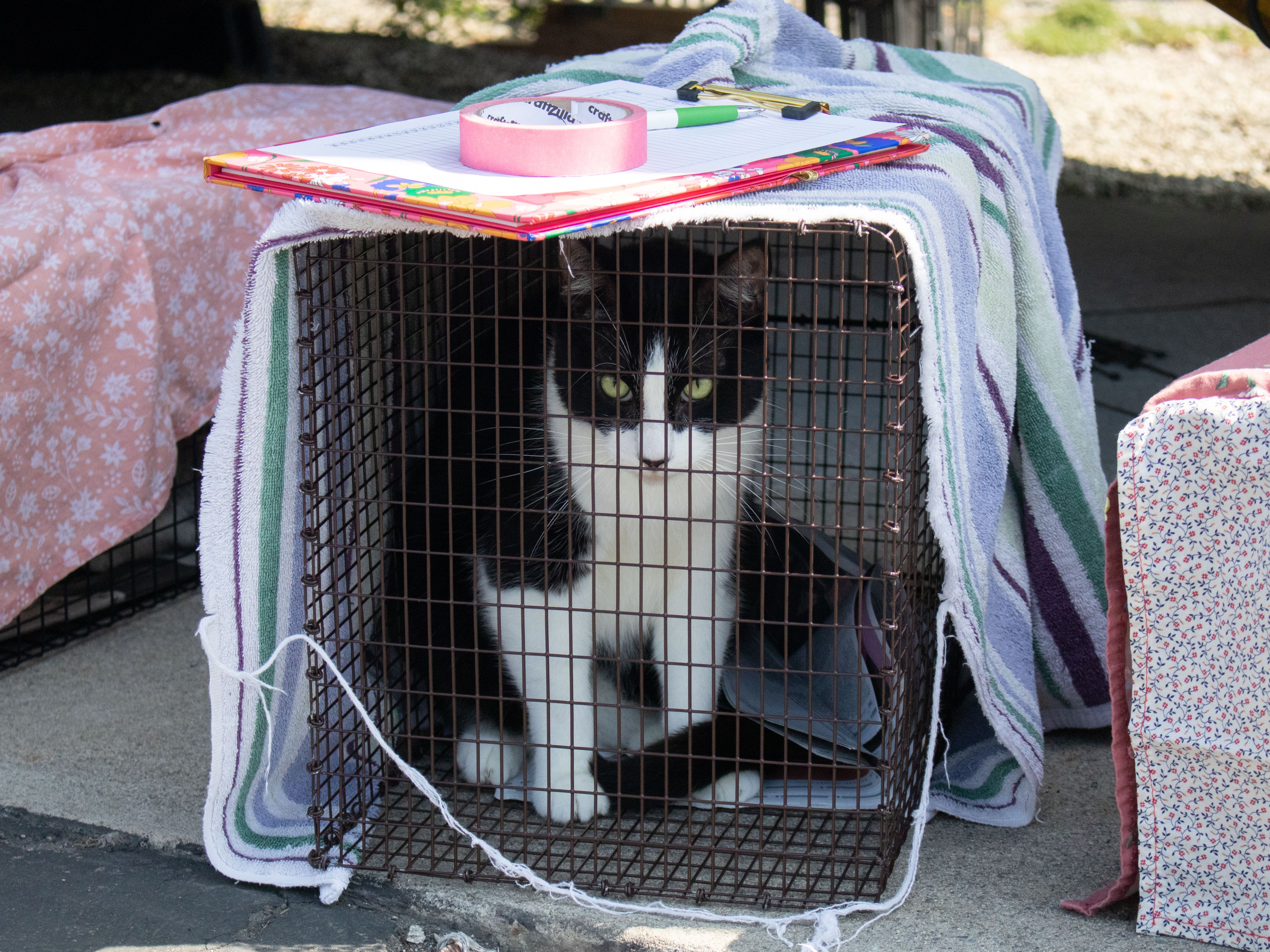 Pasadena cat trailer rescue