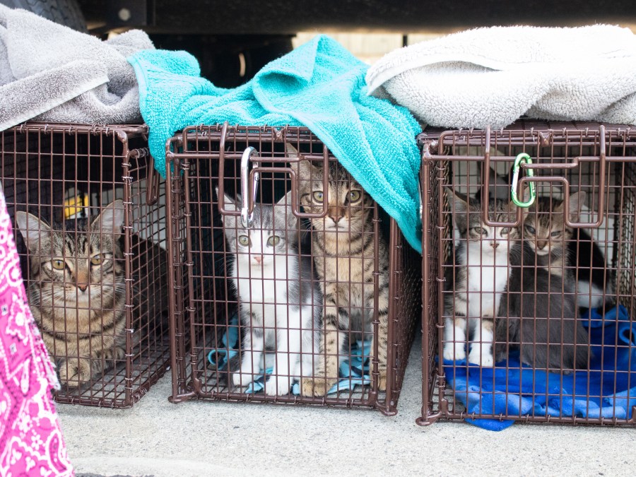 Pasadena cat trailer rescue