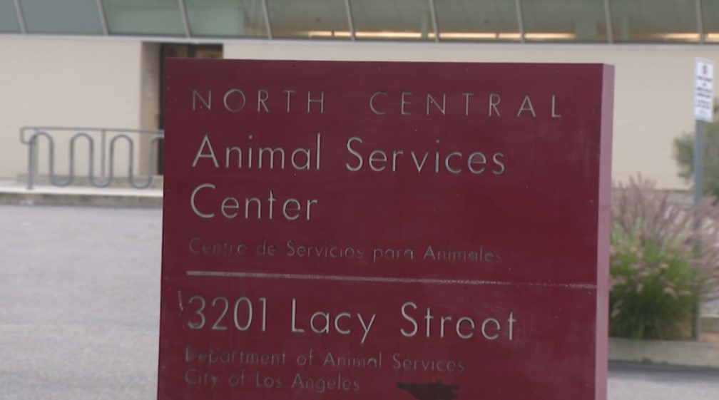 A woman was attacked by a dog at this Los Angeles Animal Services facility in Lincoln Heights, as seen on June 1, 2023. (KTLA)