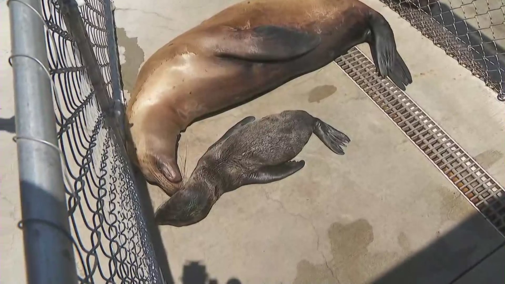 The Los Angeles Unified School District is providing additional space for sick sea lions to be treated, as shown on June 27, 2023. (KTLA)