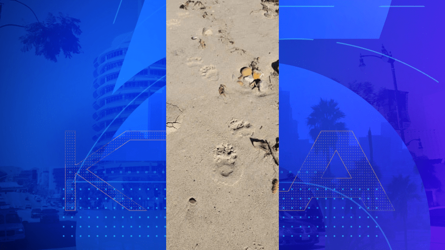 Prints left behind by a black bear near Leo Carrillo Beach are seen in a photo provided by the National Park Service on June 8, 2023.