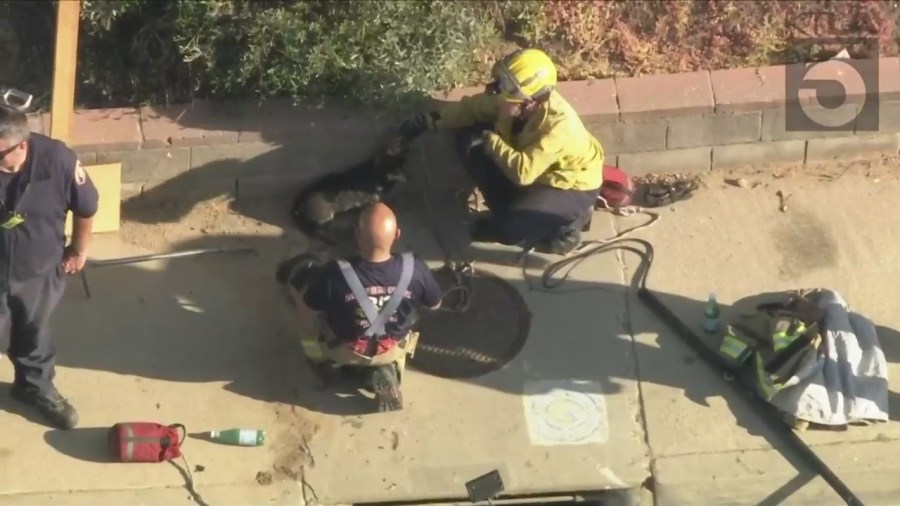 Dog trapped storm drain in L.A. County