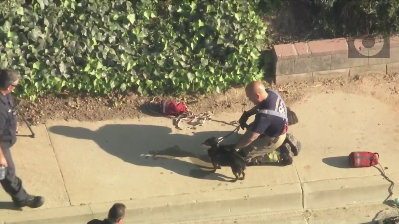 Dog trapped storm drain in L.A. County