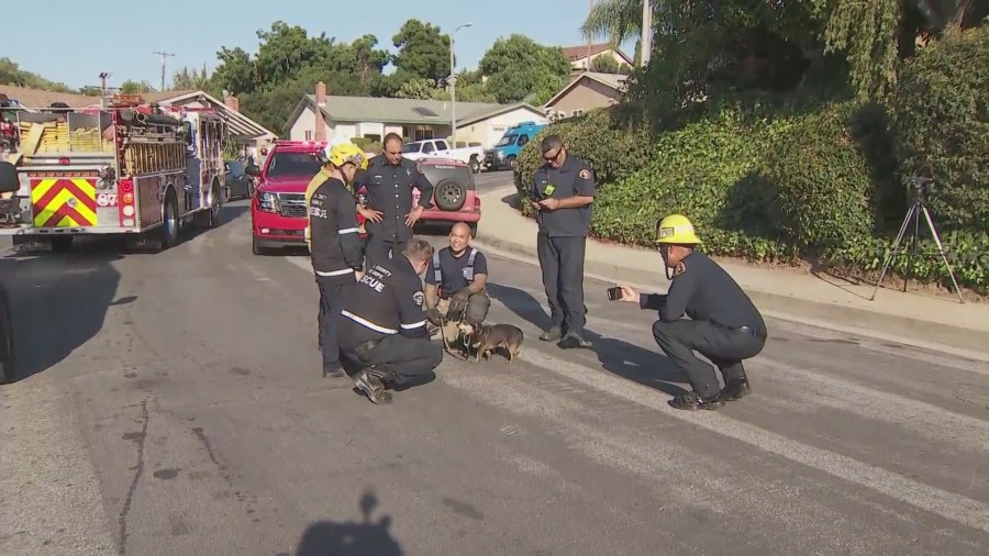 Dog trapped storm drain in L.A. County