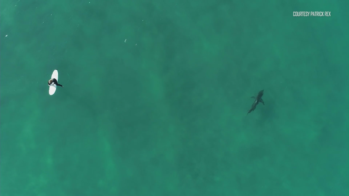 A shark circles an unsuspecting boarder in this undated photo. (Patrick Rex)