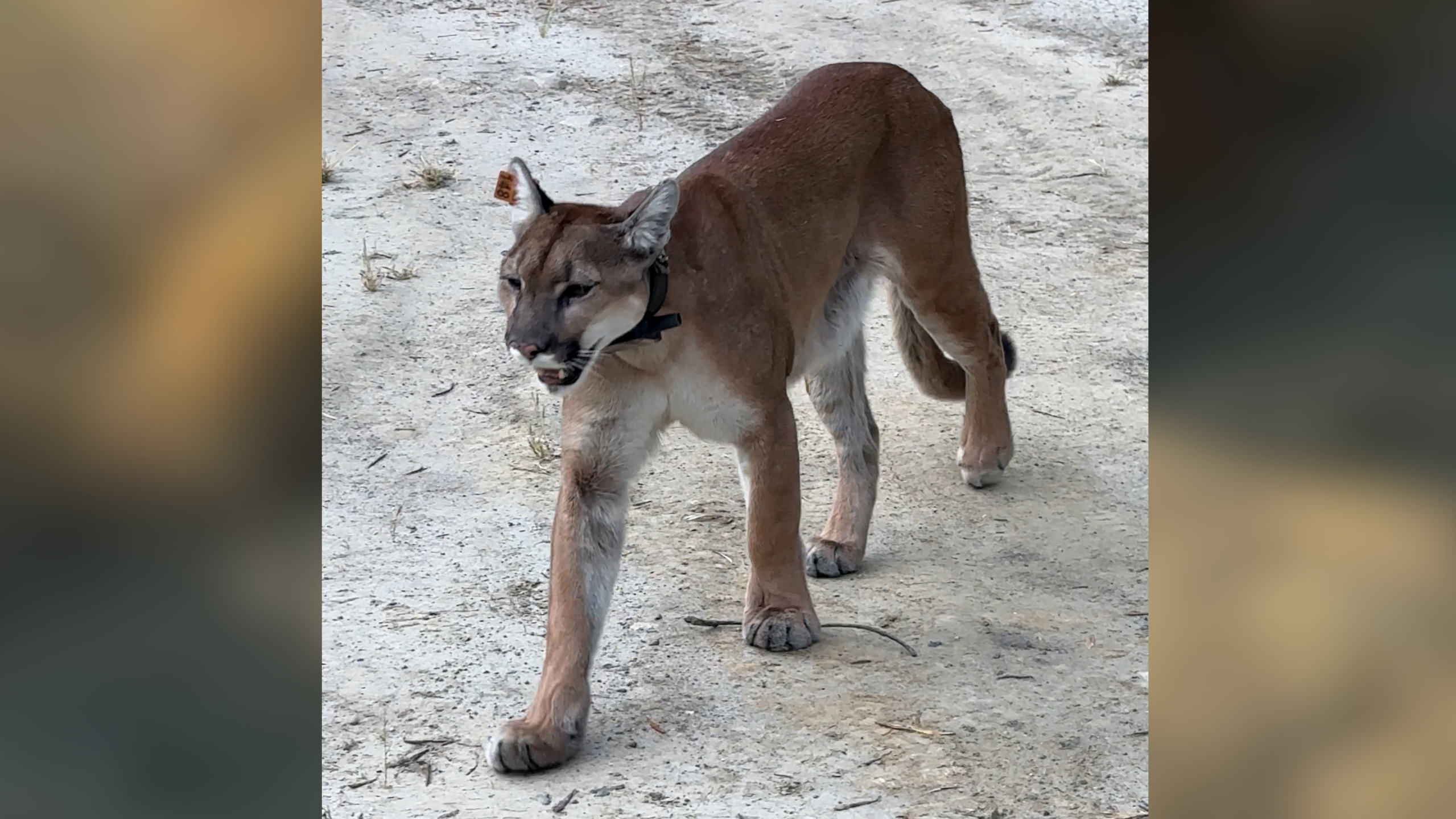 Mountain lion "uno"