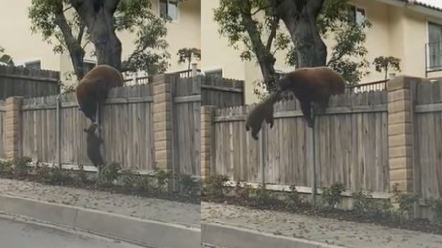 Video captures a bear cub and its mom as they climb over a wooden fence in Monrovia on June 12, 2023. (@_lissette23)