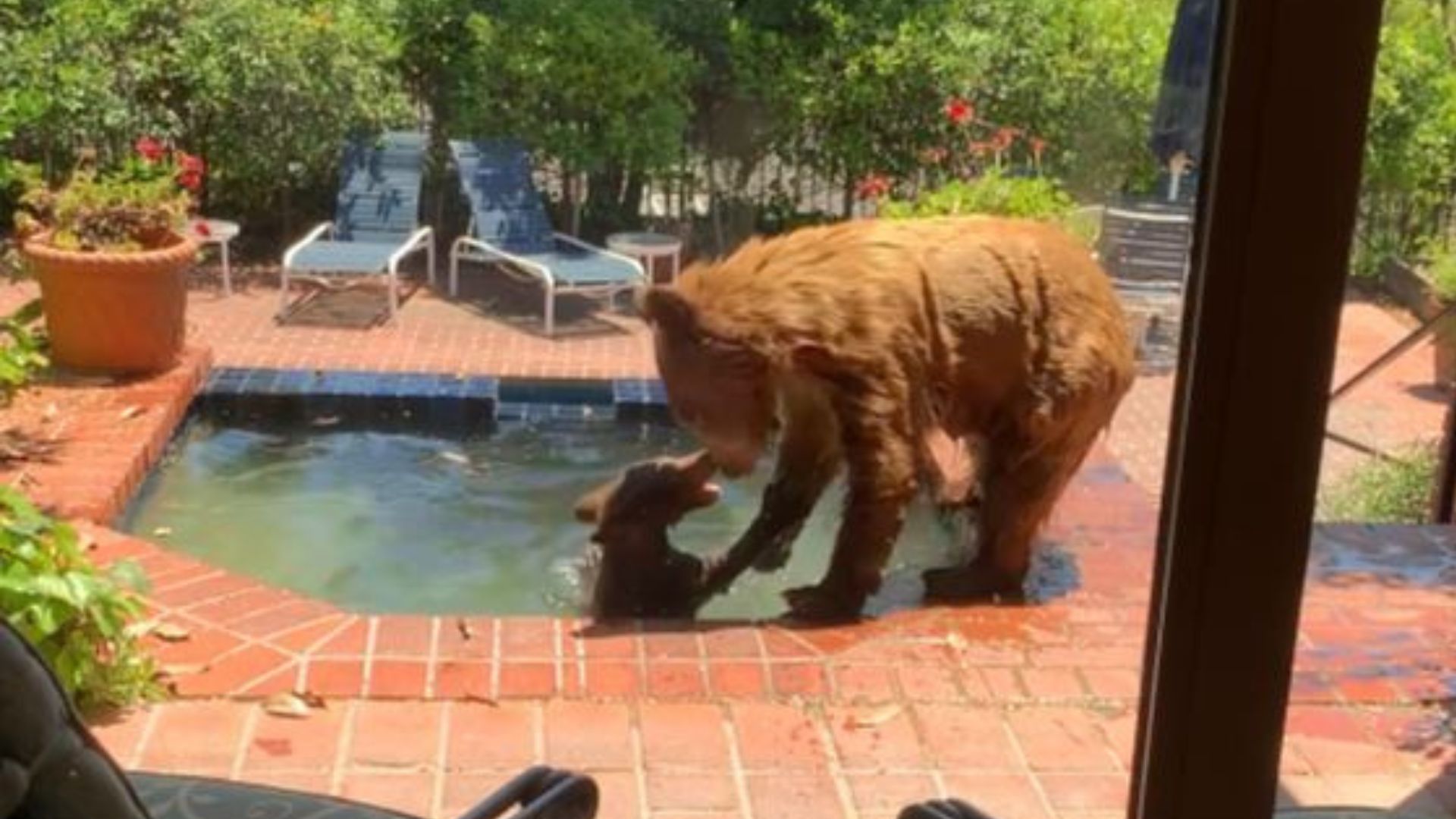 A baby bear and its mother enjoy a refreshing dip in a La Cañada Flintridge hot tub on July 26, 2023. (Vicki Land)