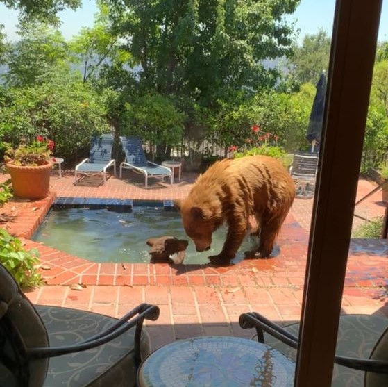 A baby bear and its mother enjoy a refreshing dip in a La Cañada Flintridge hot tub on July 26, 2023. (Vicki Land)