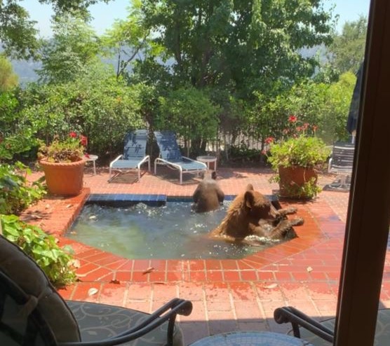 A baby bear and its mother enjoy a refreshing dip in a La Cañada Flintridge hot tub on July 26, 2023. (Vicki Land)