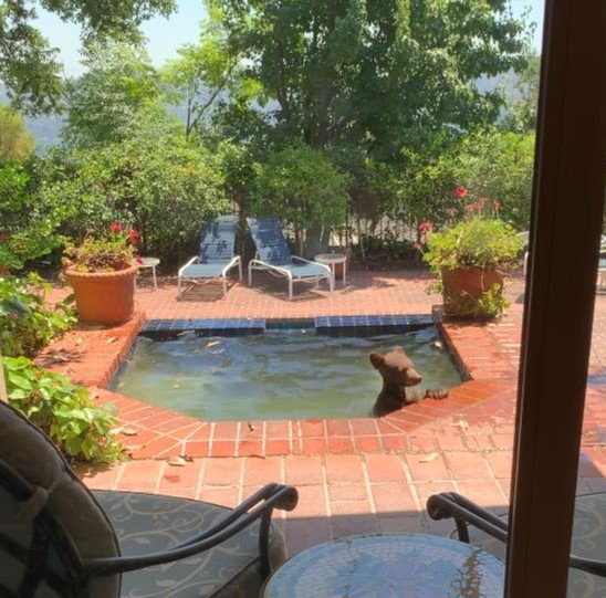 A baby bear and its mother enjoy a refreshing dip in a La Cañada Flintridge hot tub on July 26, 2023. (Vicki Land)