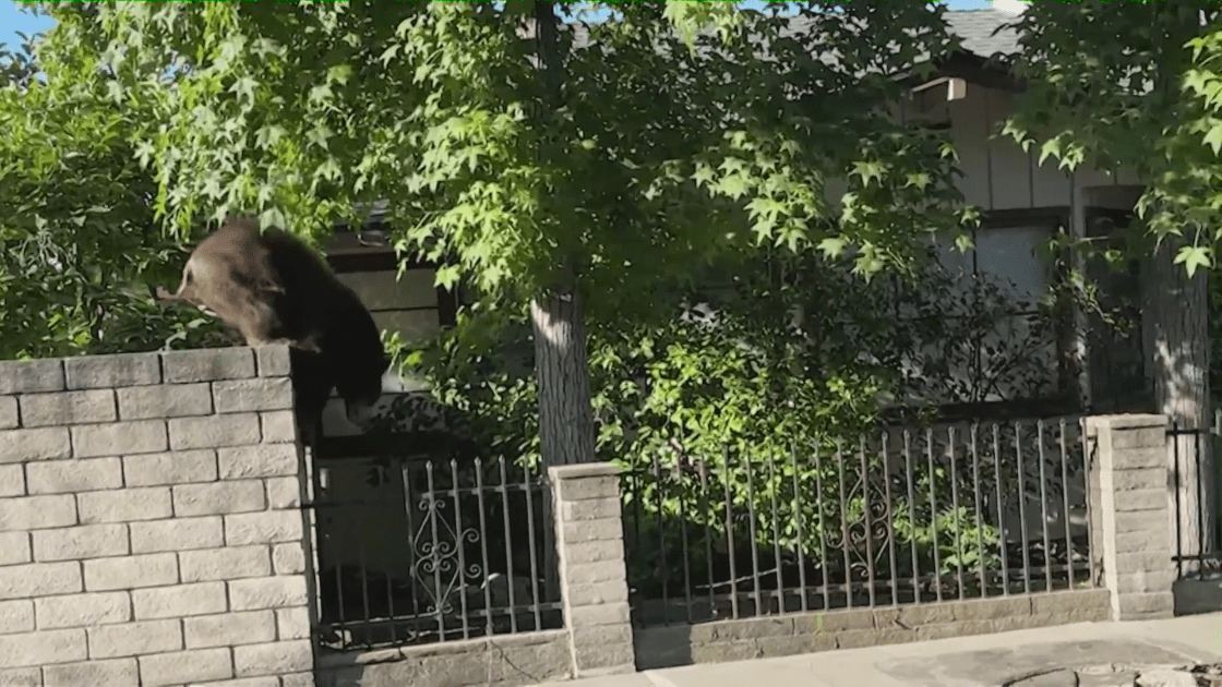 A bear was caught on video roaming a Sierra Madre neighborhood on July 13, 2023.