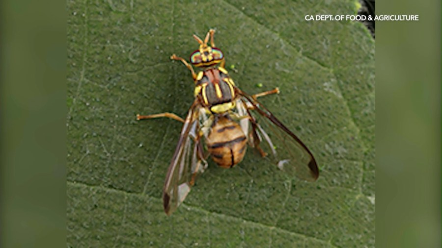 Invasive Fly