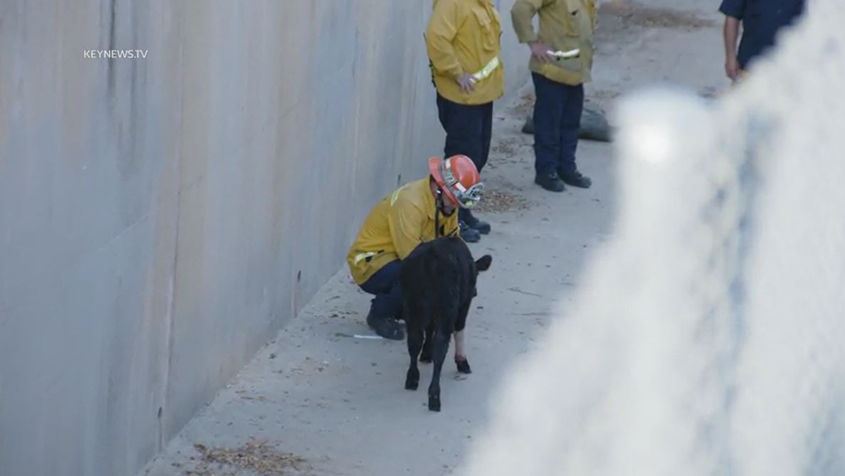 Fire crews rescued a baby calf that was trapped in a storm drainage canal in La Habra on July 22, 2023. (Key News)