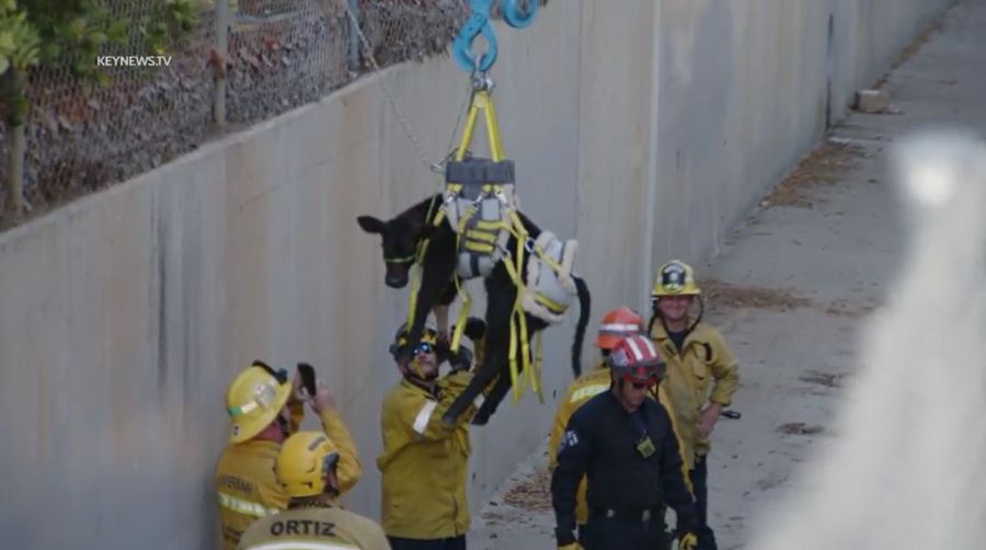 Fire crews rescued a baby calf that was trapped in a storm drainage canal in La Habra on July 22, 2023. (Key News)