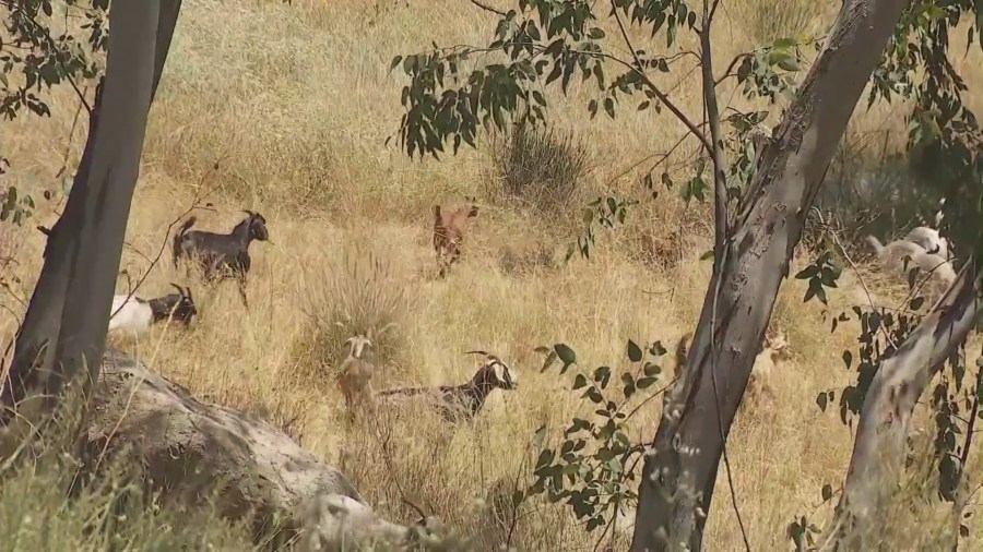 Goats eating wildfire brush Southern California