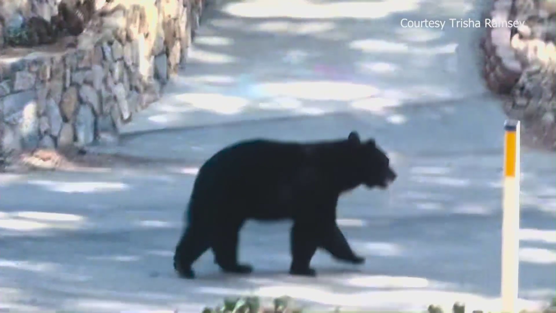 The black bear residents believe may have been the victim of a shooting in Angeleus Oaks in the San Bernardino mountains.