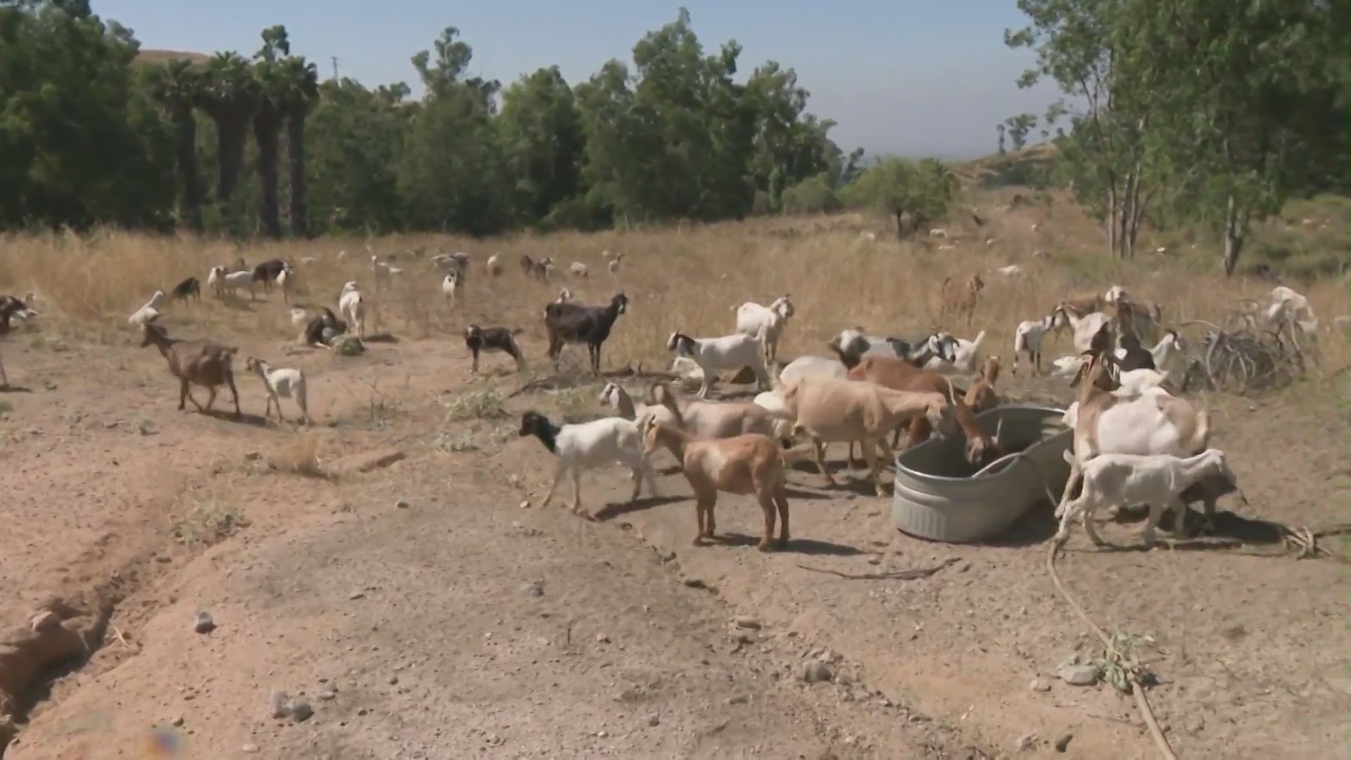 Goats eating wildfire brush Southern California