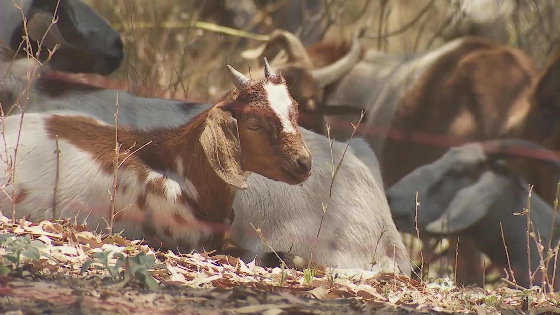 Goats eating wildfire brush Southern California