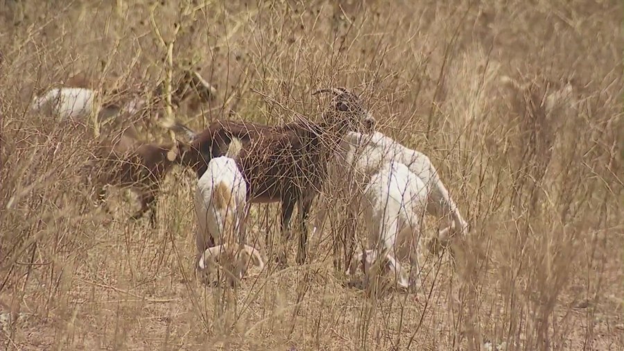 Goats eating wildfire brush Southern California