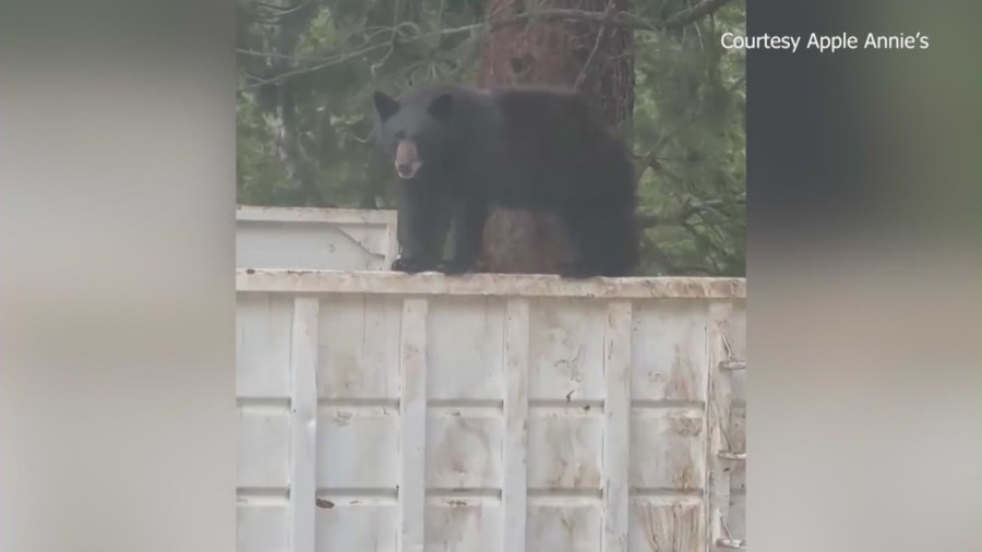 Bear sightings increasing in Southern California amid rising temps.