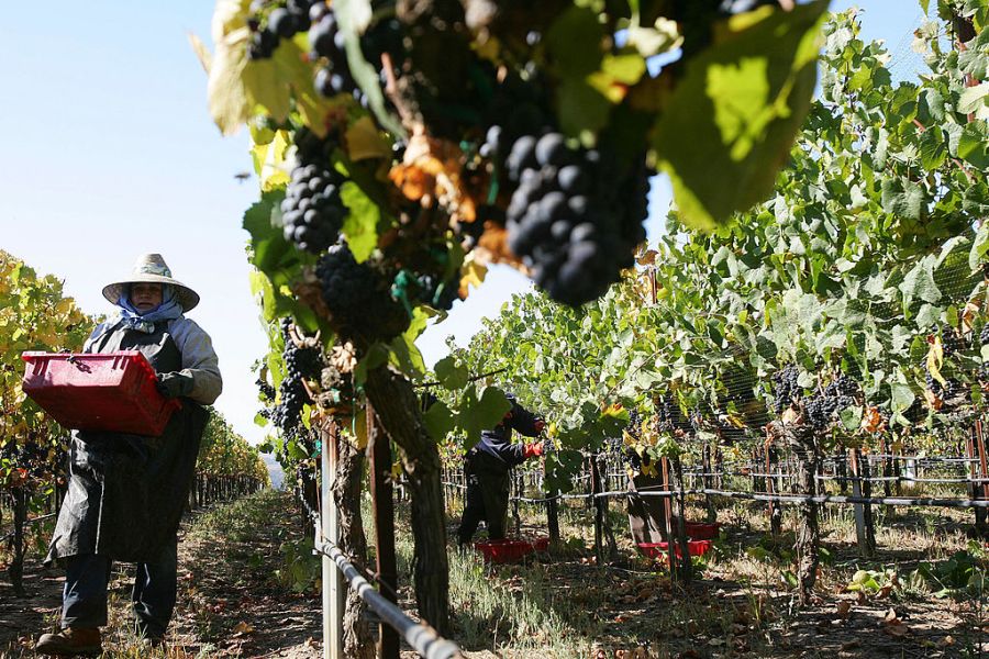 Farm workers harvest Pinot Noir wine grapes at the Byron Vineyard and Winery in Santa Maria, California. (Getty Images)