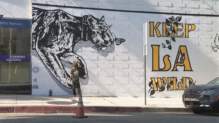 Mural honoring famed mountain lion P-22 unveiled in West Hollywood on August 4, 2023. (KTLA)