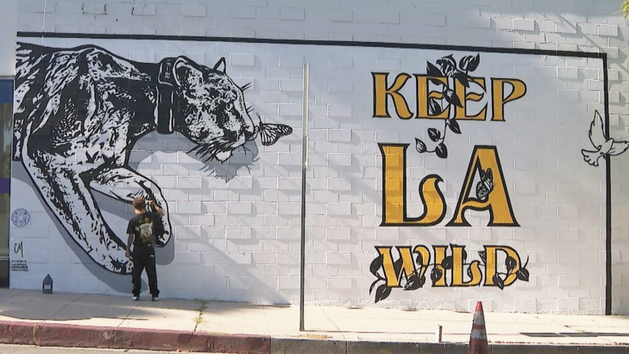 Mural honoring famed mountain lion P-22 unveiled in West Hollywood on August 4, 2023. (KTLA)