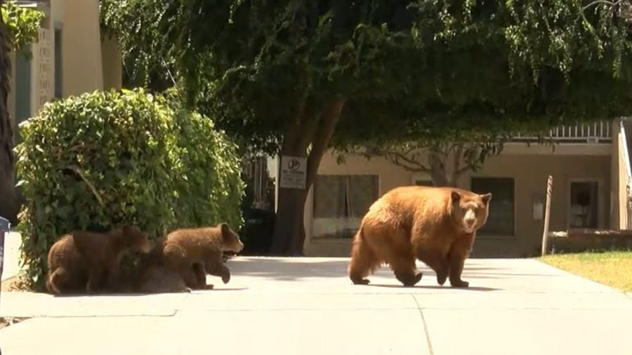 Video captured a mama bear and her two cubs enjoying a summer day of activities in Sierra Madre on Aug. 8, 2023. (RMG)